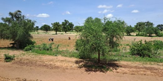 RECRUDESCENCE DE L'INSECURITE : Une menace sur la campagne agricole au Centre du Mali ? 
