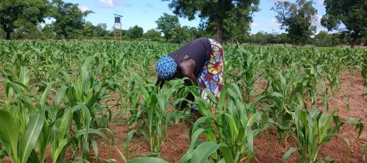MALI : LES PLUIES POURRAIENT SE PROLONGER JUSQU'EN OCTOBRE, MALI-MÉTÉO APPELLE À LA VIGILANCE